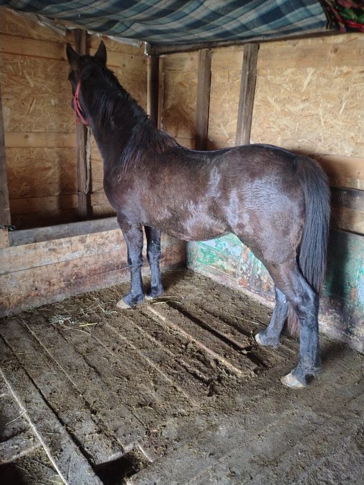 De vânzare mânz un an si 4 luni