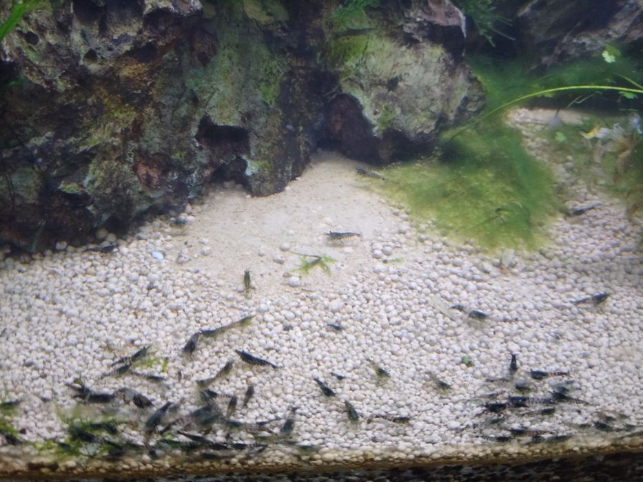 creveti acvariu diverse specii