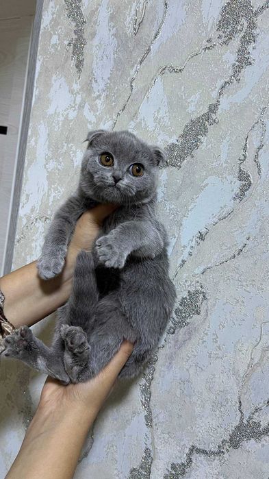 Skotish fold arzon narxda