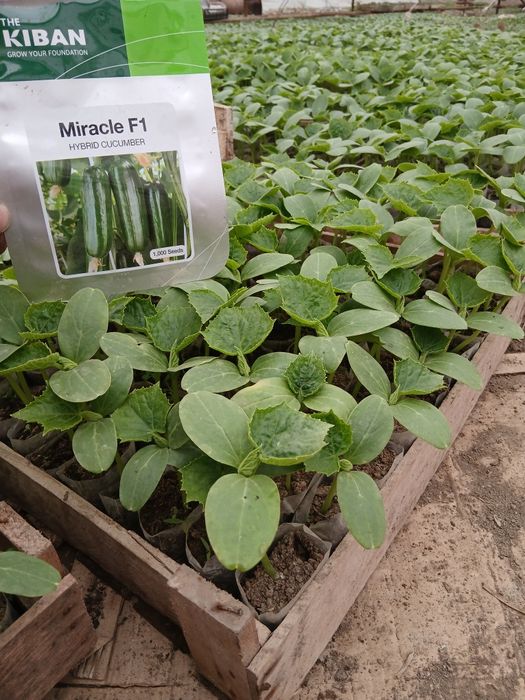 Памидор кучатлар бор