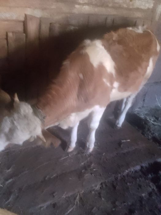 Vand junica blatata românească