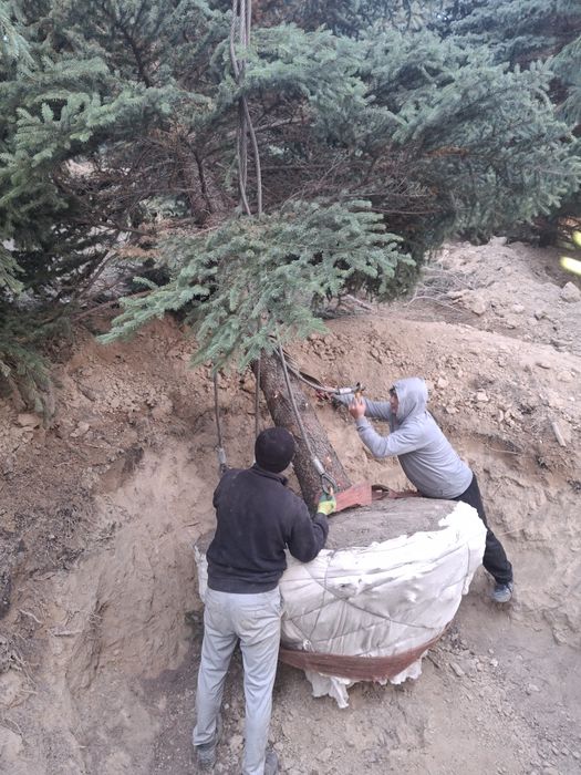 Посадка и пересадка деревьев спил деревьев посев газона посев газона