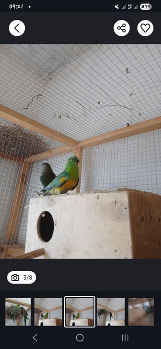 Tayyor pefchi sotiladi 500 ming