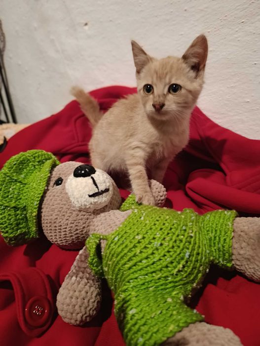 Mandarină pentru adopție