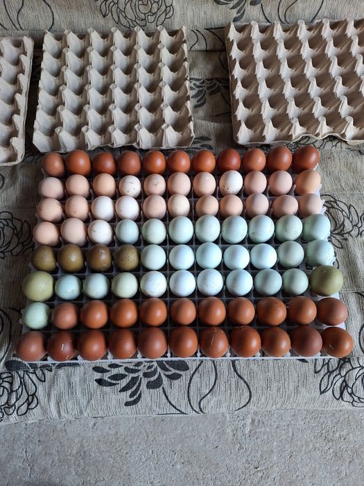 Cocosii araucana .marans.crem legbar. australorp