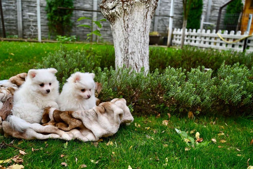 Померани момчета