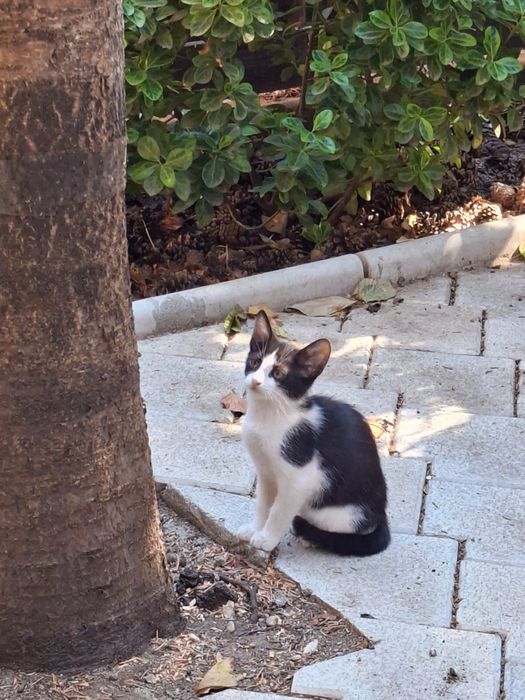 Pisicute iubitoare cauta stapani