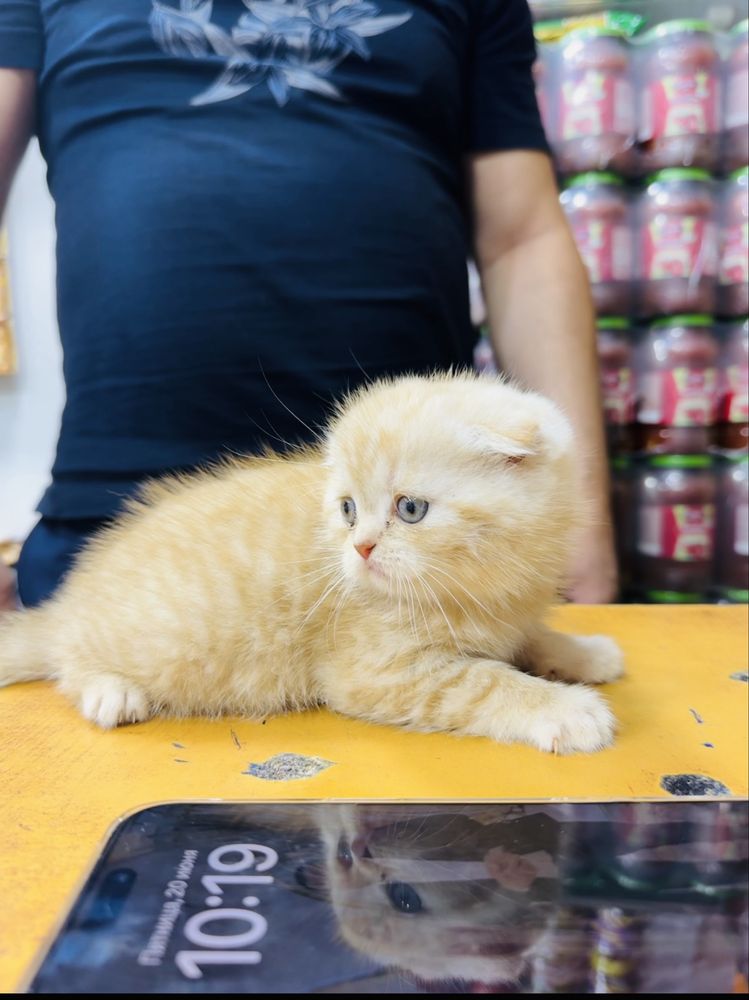 scottish fold sotiladi