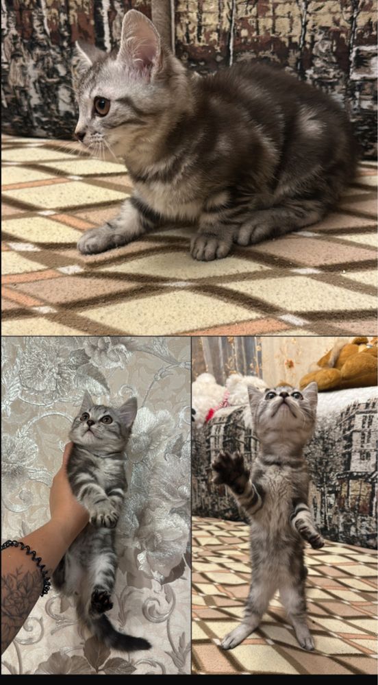 Продается котенок! Девочка! 15 000 тг! Окончательно!