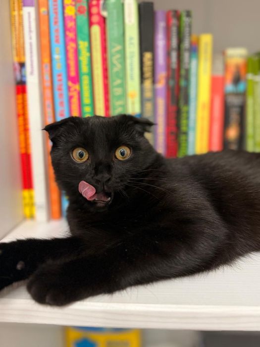 Отдам кошку в добрые руки!