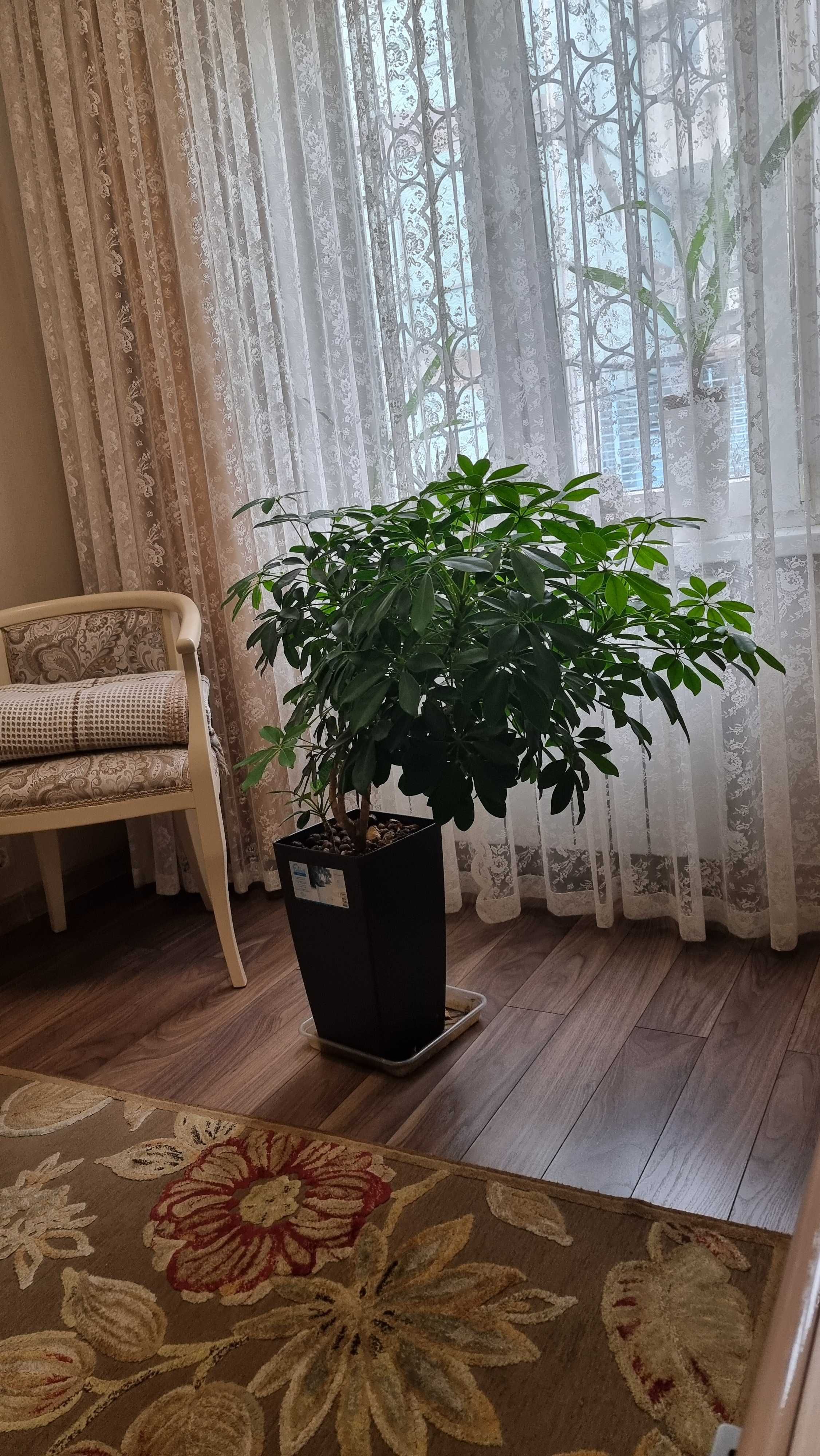 Шефлера комнатное растение