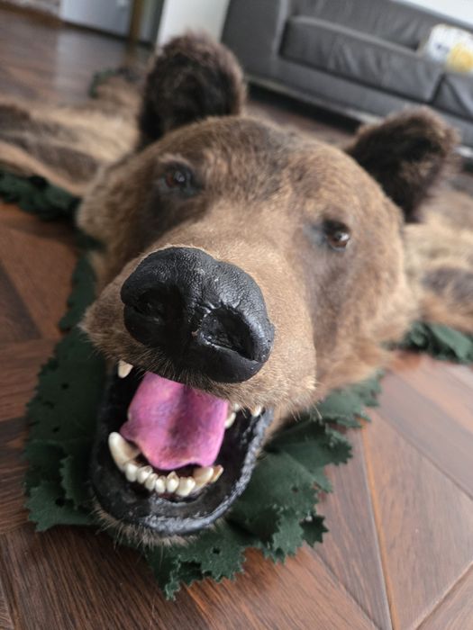 Vand trofeu urs brun blana naturala !