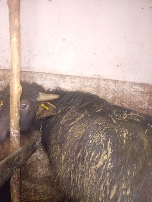 Vând vițel de bivolita