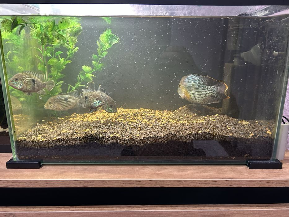 Аквариум и рыбки.