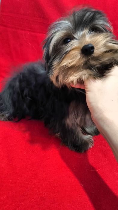 Щенки Йоркширского Терьера!