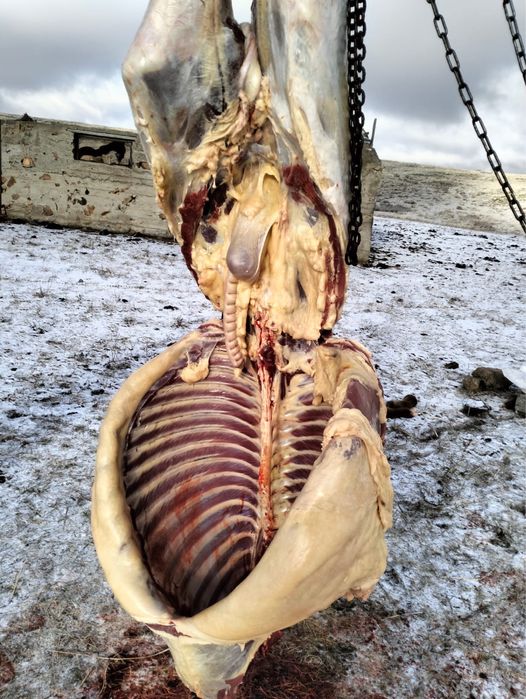 Согымга жабагылар сатылады