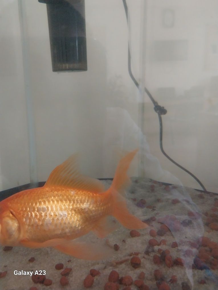 Akvarium uchun baliqlar sotiladi. 2 dona