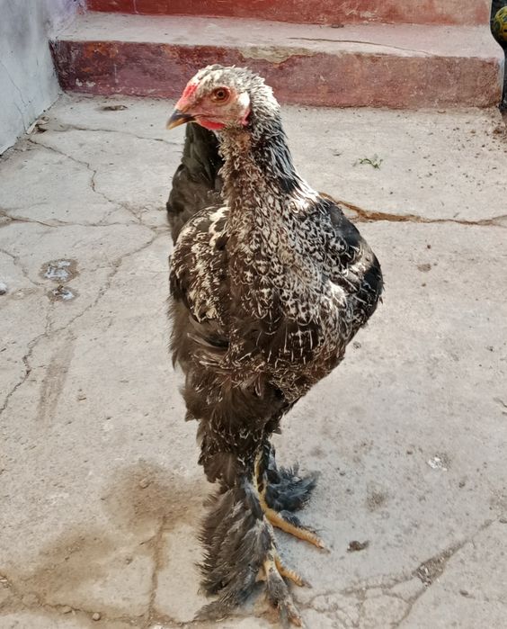 Петух Хуроз Joja Bramma