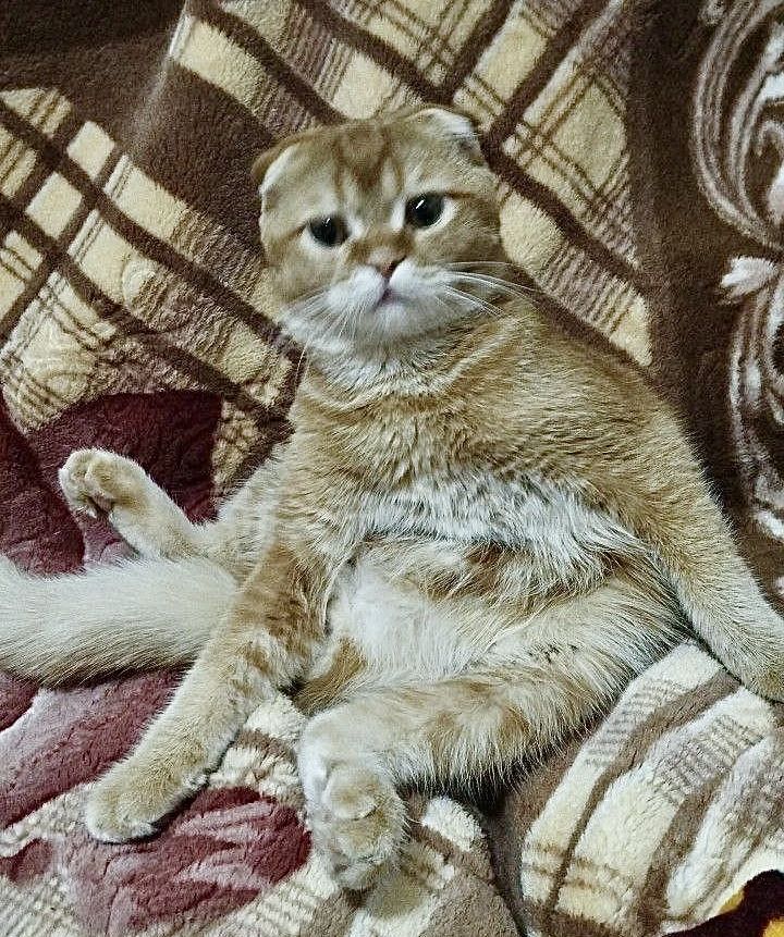 Ищет своего человека кот Рамзес!