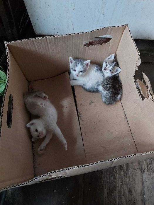 отдам котят в добрые руки