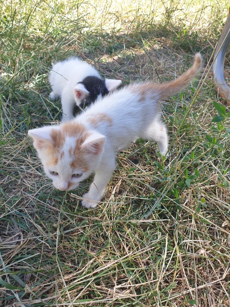 Ofer spre adoptie pisici