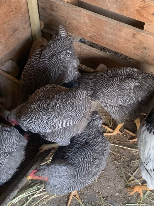 Cocosi Leghorn si playmontrok