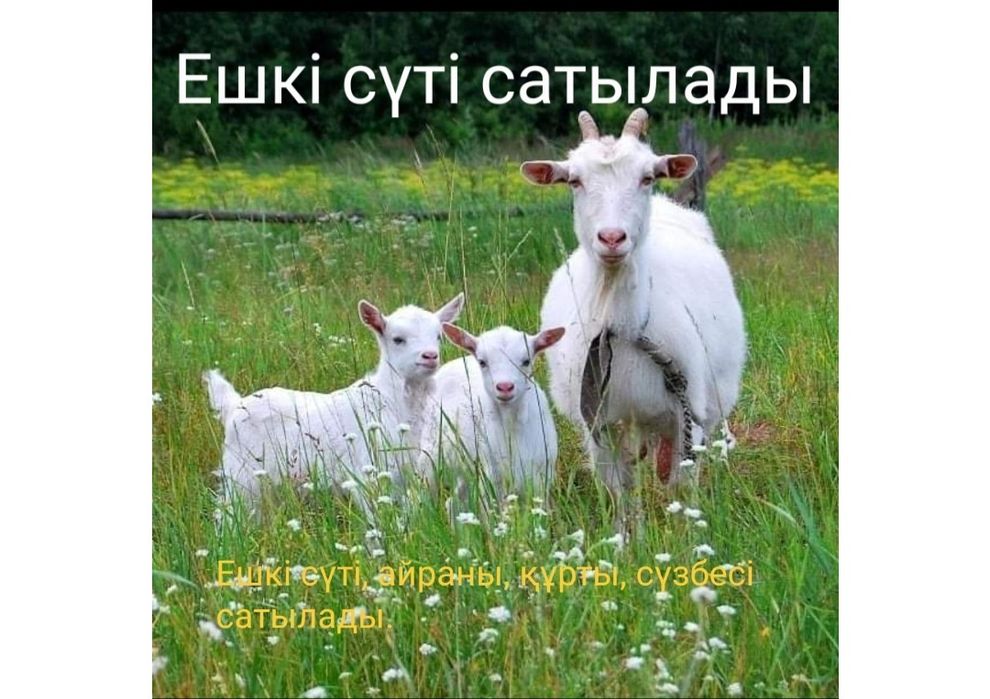 Ешкі сүті сатылады