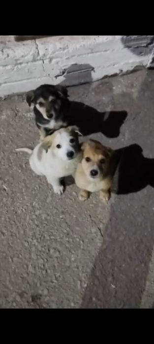 Срочно нужен дом  щенкам, на них вызван отстрел