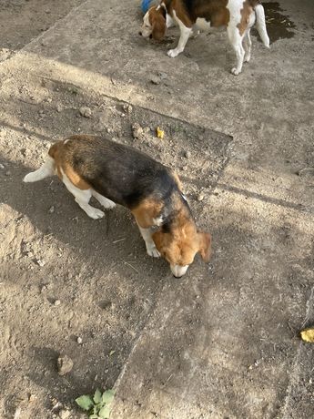 2 femele rasa beagle