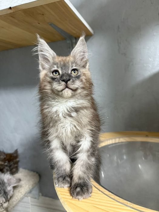 котята мейнкун из питомника