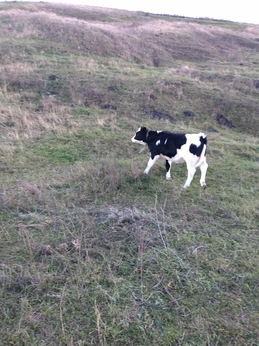 Vând vițică de 4 luni