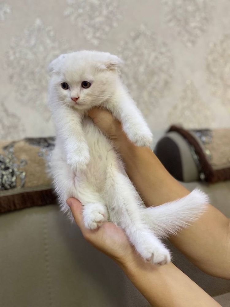 Scottish Fold оппок