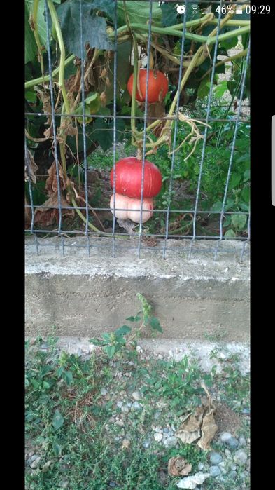 Tartacute dovleci ornamentali