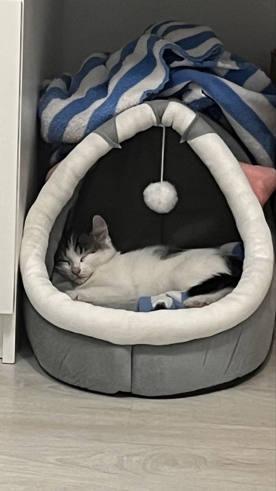 Отдам котенка девочку