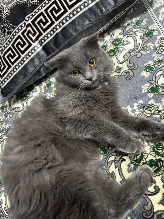 Shotlandskiy scotish fold