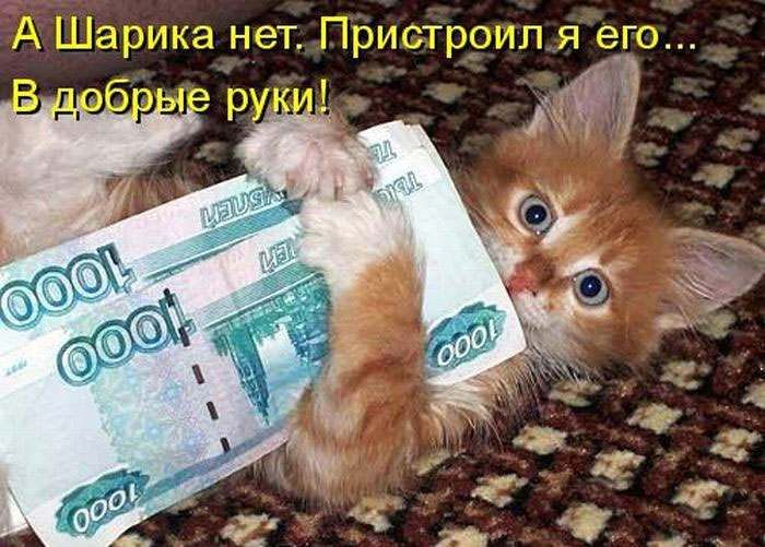 Умный Марсик - кошки от МБфондаЗЖ "Переведи Взгляд"