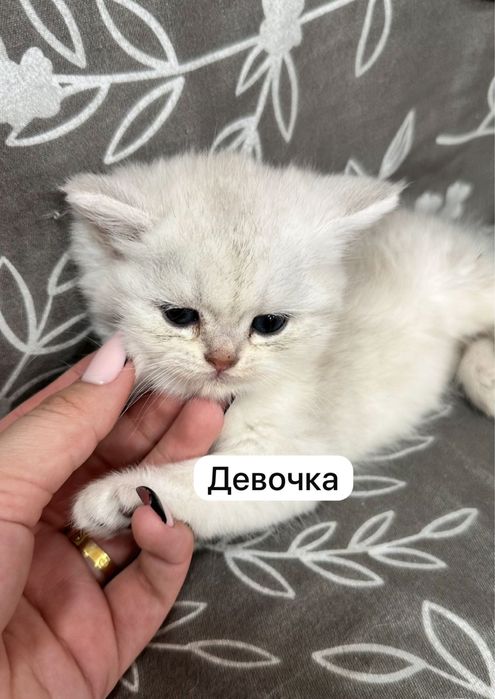 Продается котята