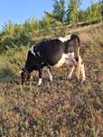 Vind 2 vaci 1 fatata de 3 zile si una cu vițel în burta 7 luni