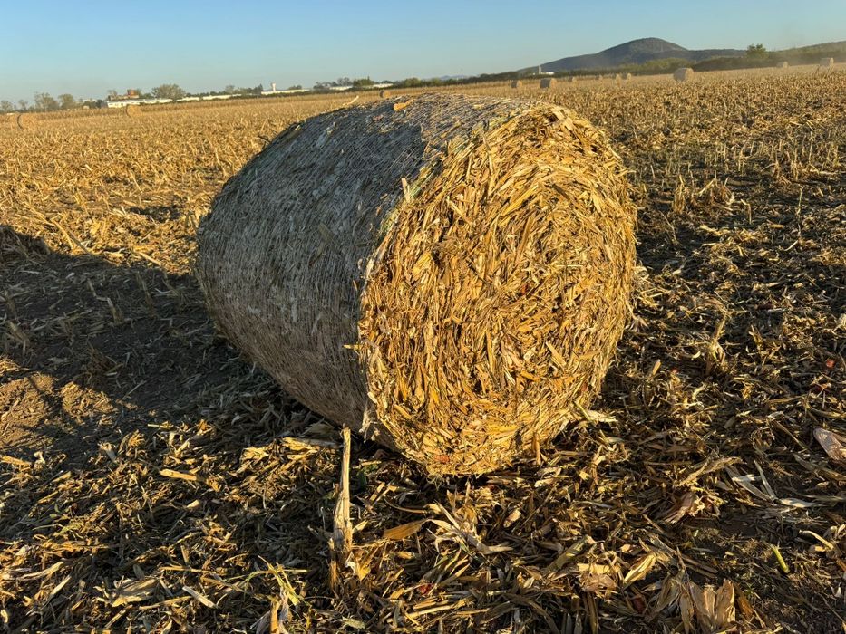 Baloti de tulei 2025