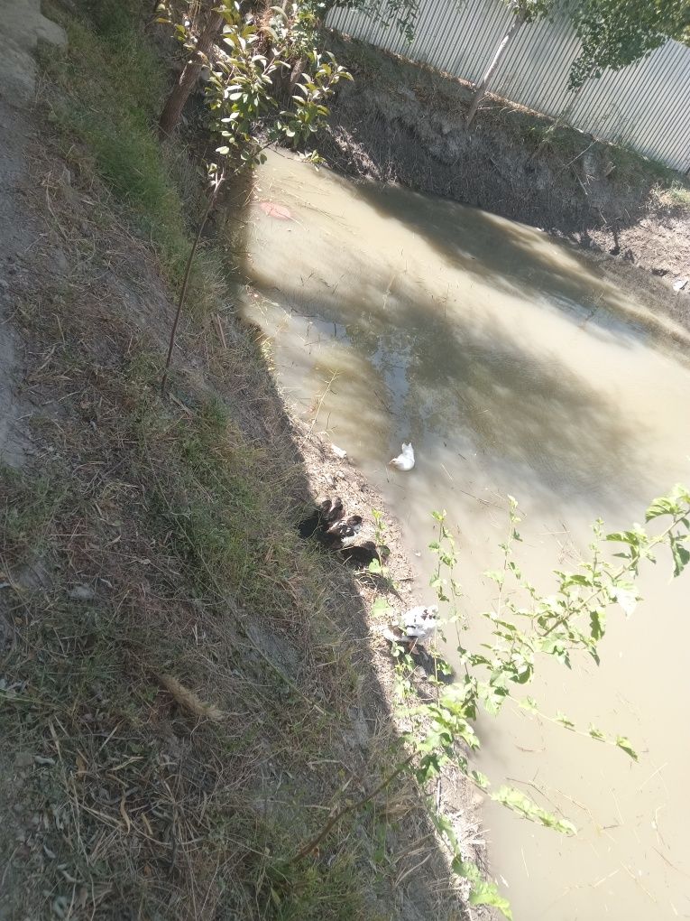 Inda utka ôrdak sotiladi 20 ta bor