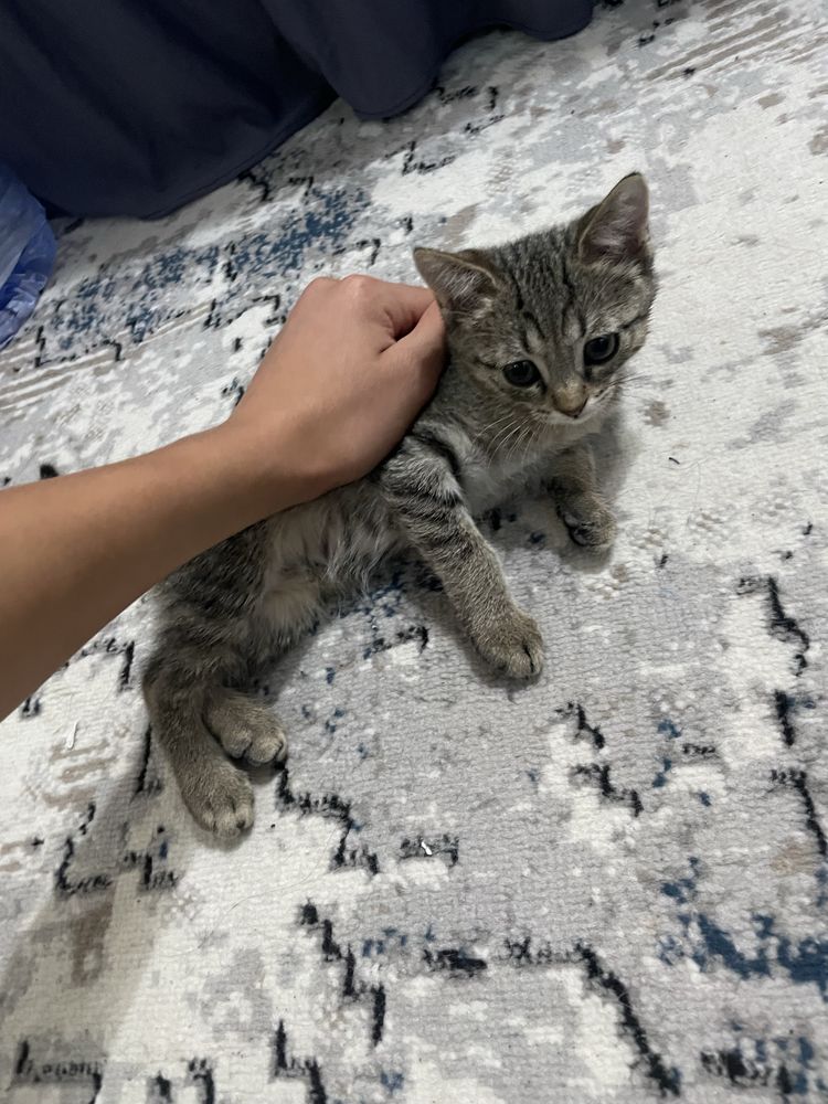 Отдам даром котёнок девочка Tekin
