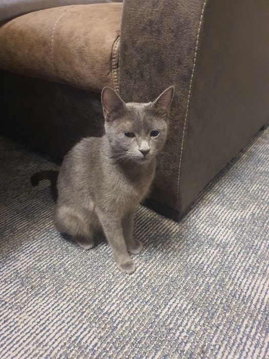 шотланские котята