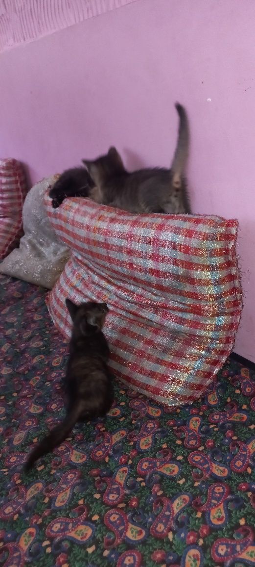 Отдадим котятков в  добрые руки