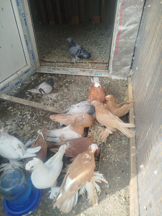 Продам голубеи разных