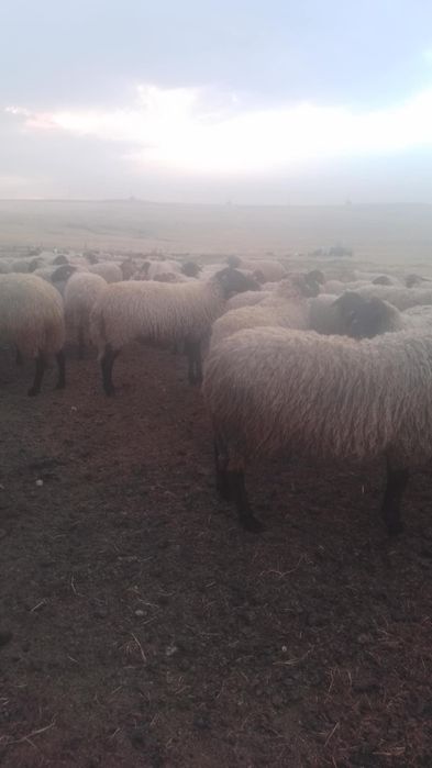 Vând 120 de oii carabase de teleorman.