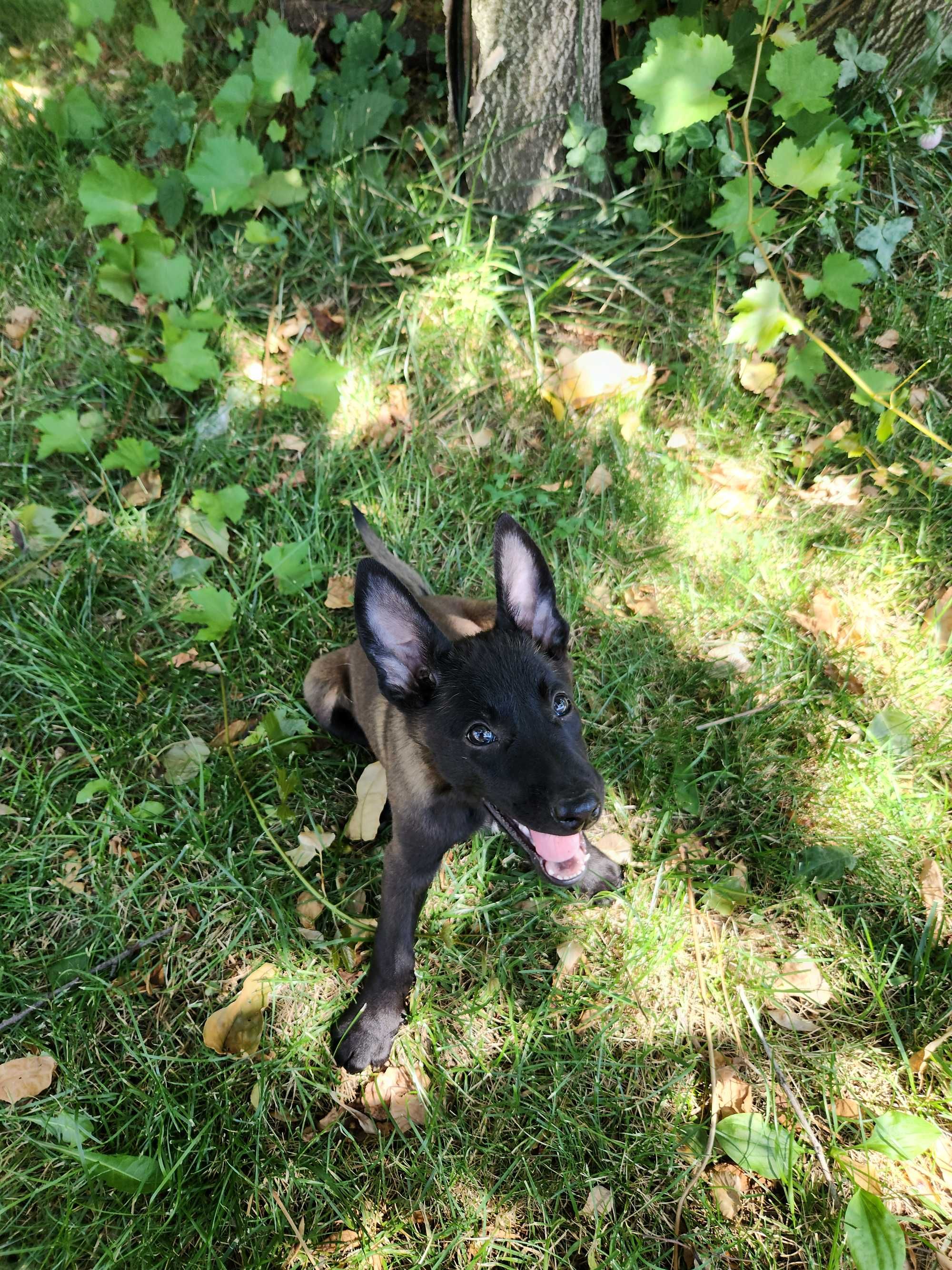 Femela Ciobanesc belgian Malinois cu pedigree