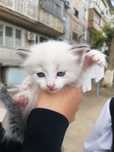 Отдам даром милого котёнка