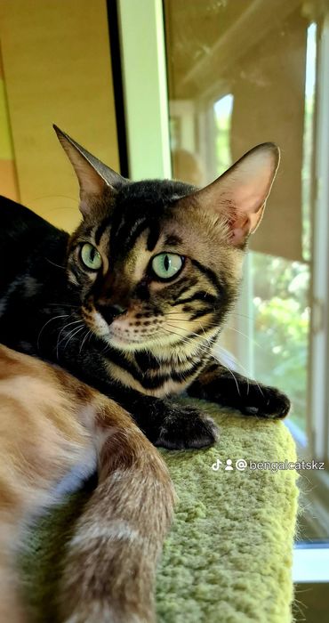 Минилеопард у вас дома! Бронирование.