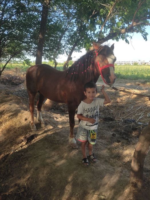 Poniy ot arab 8 yosh