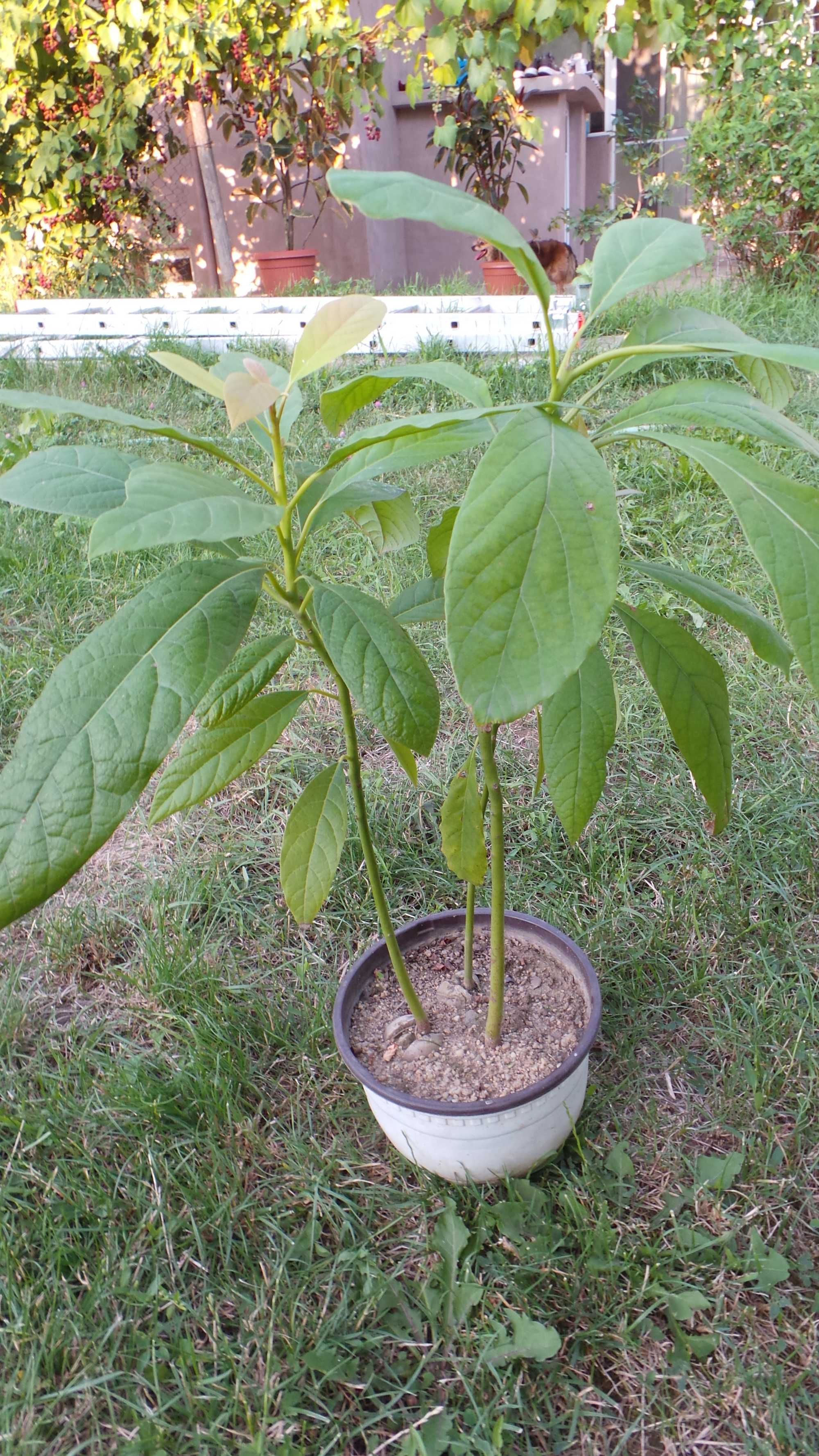 Planta exotica avocado